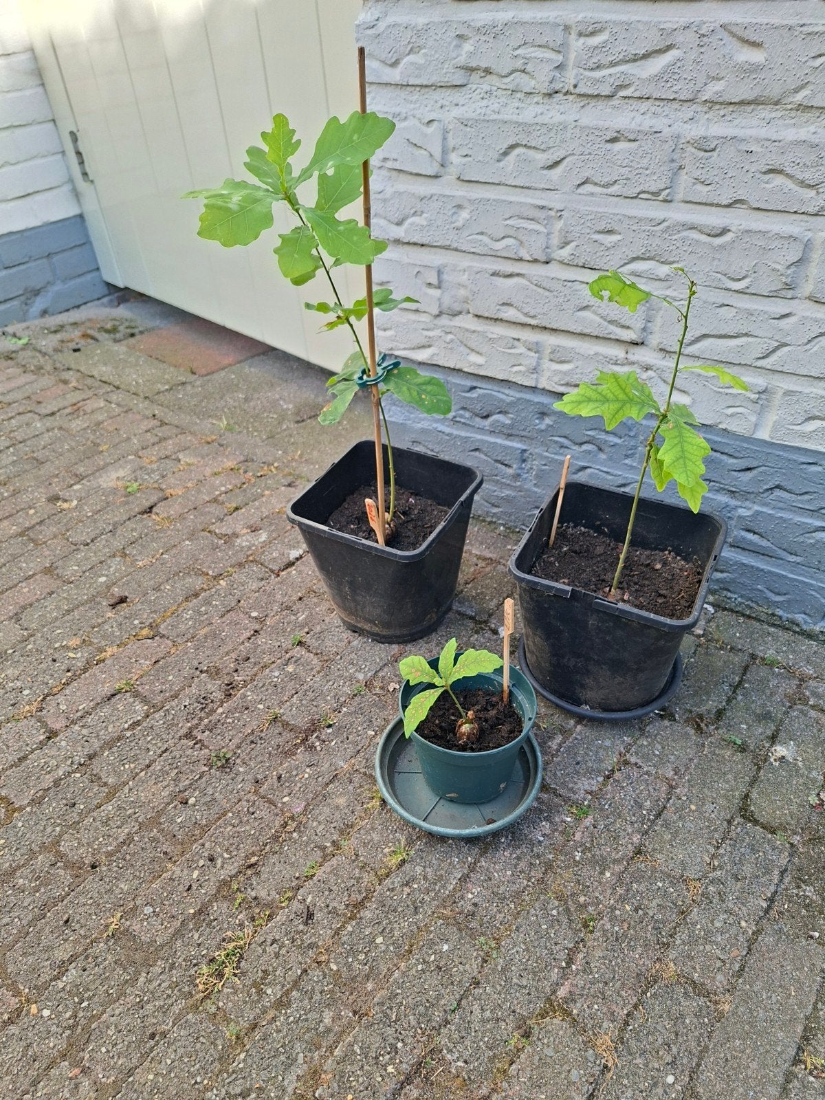 eiken boompjes 3 stuks, Ophalen, Overige soorten, Halfschaduw