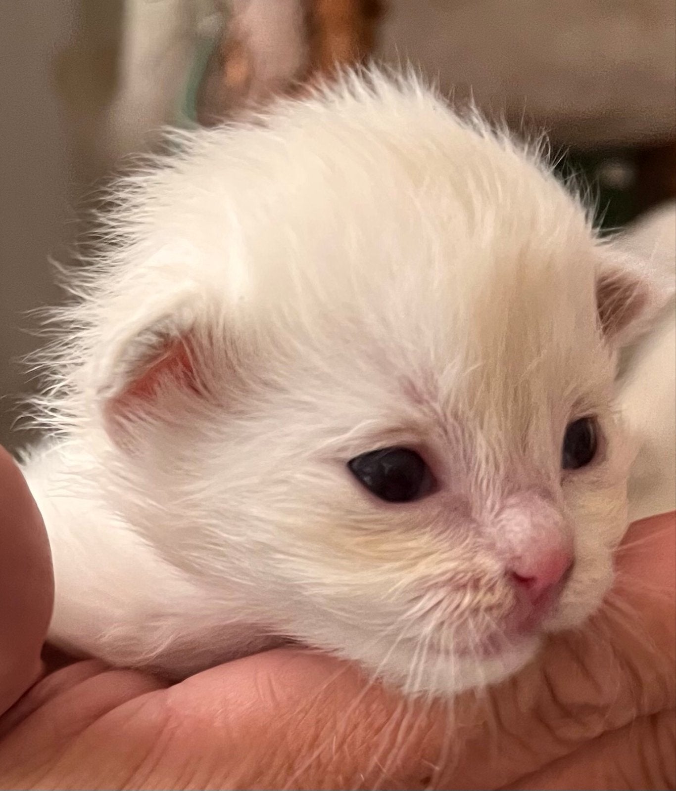 Ragdollkittens met stamboom, getest, zeldzame kleuren, fawn, Dieren en Toebehoren, Katten en Kittens | Overige Katten, Meerdere dieren
