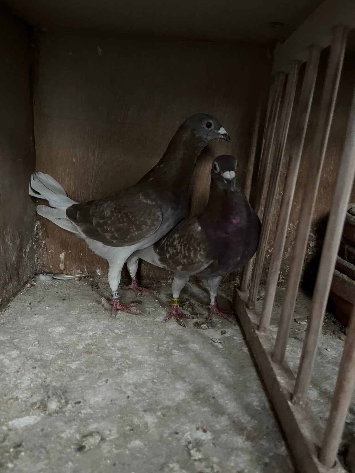 Mooi rood koppel postduiven, Dieren en Toebehoren, Vogels | Duiven, Meerdere dieren, Postduif