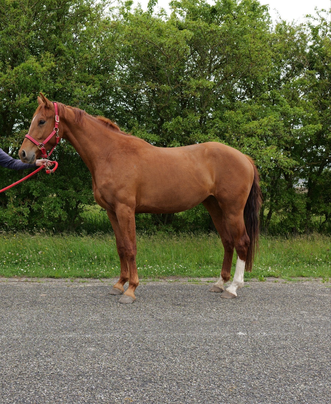 3-jarige KWPN-merrie (Kjento x Apache) PROK, Dieren en Toebehoren, Paarden, Merrie, Met stamboom, Dressuurpaard, 0 tot 2 jaar