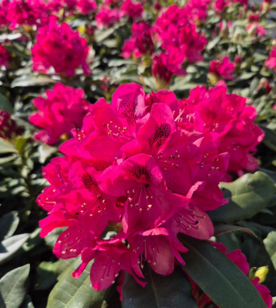 Rhododendrons "nova zembla", Ophalen of Verzenden, Lente, Vaste plant, Halfschaduw