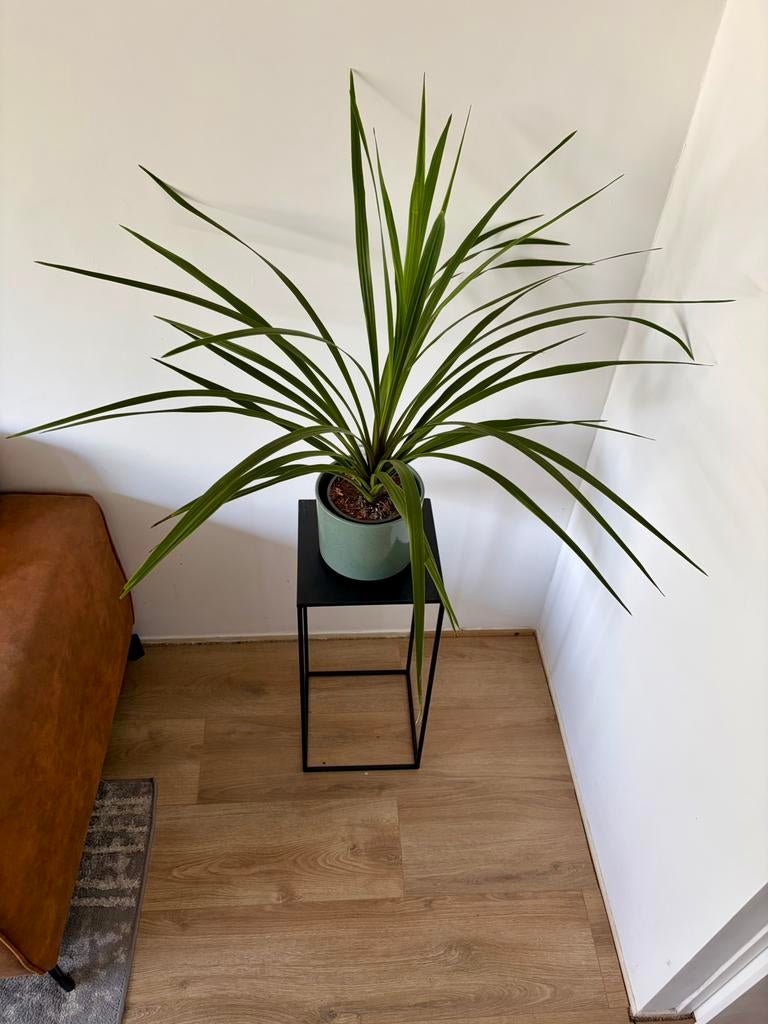 Kamerplant met pot en standaard, Huis en Inrichting, Kamerplanten, Ophalen, Halfschaduw, Minder dan 100 cm