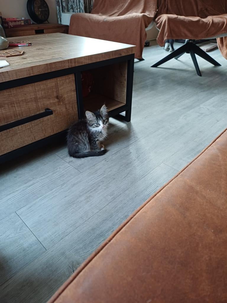 Prachtige Maincoon x Ragdoll kittens, Dieren en Toebehoren, Meerdere dieren, Gechipt