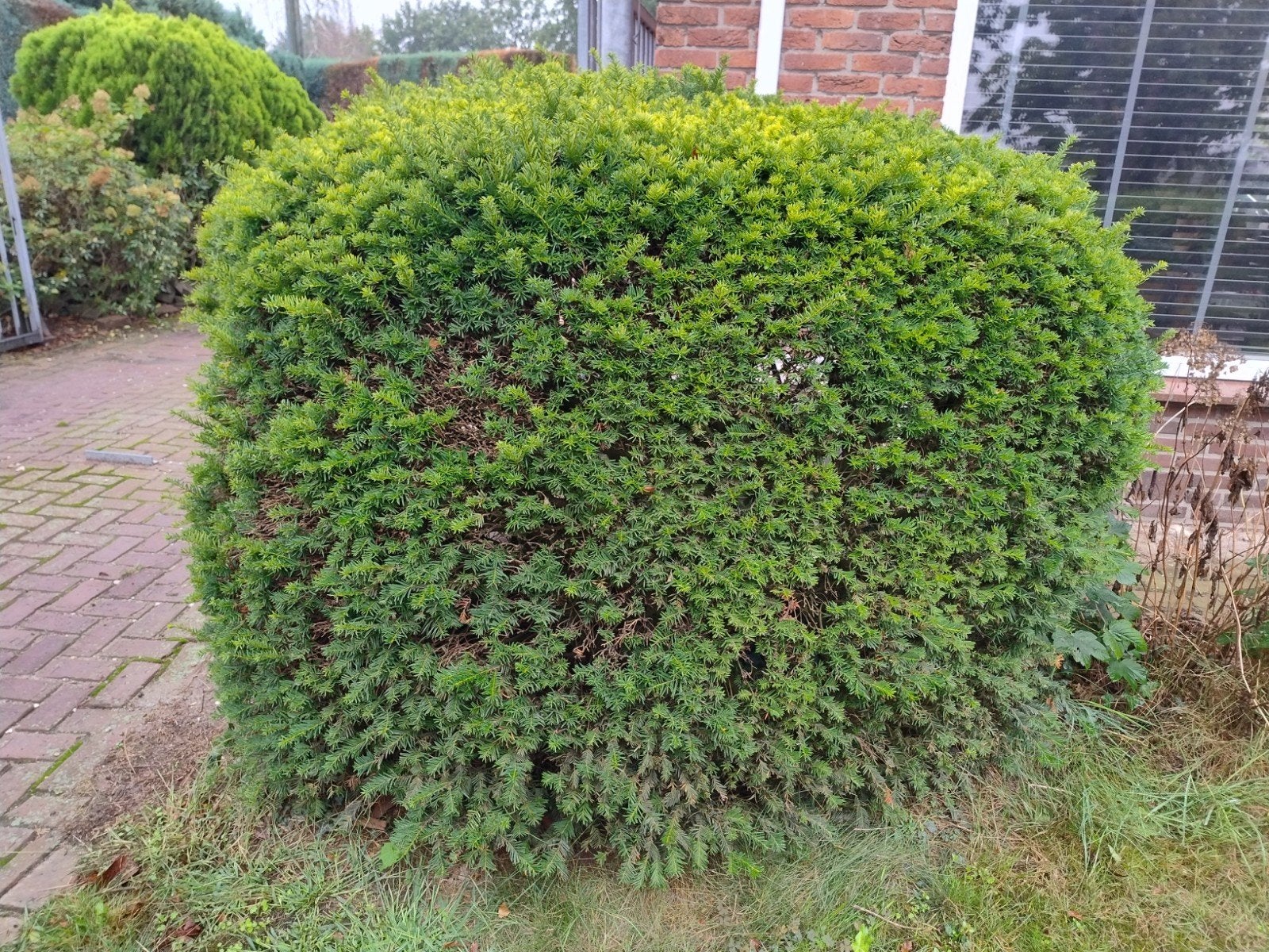 2x Taxus Struik gratis, Tuin en Terras, Ophalen, Taxus, Struik