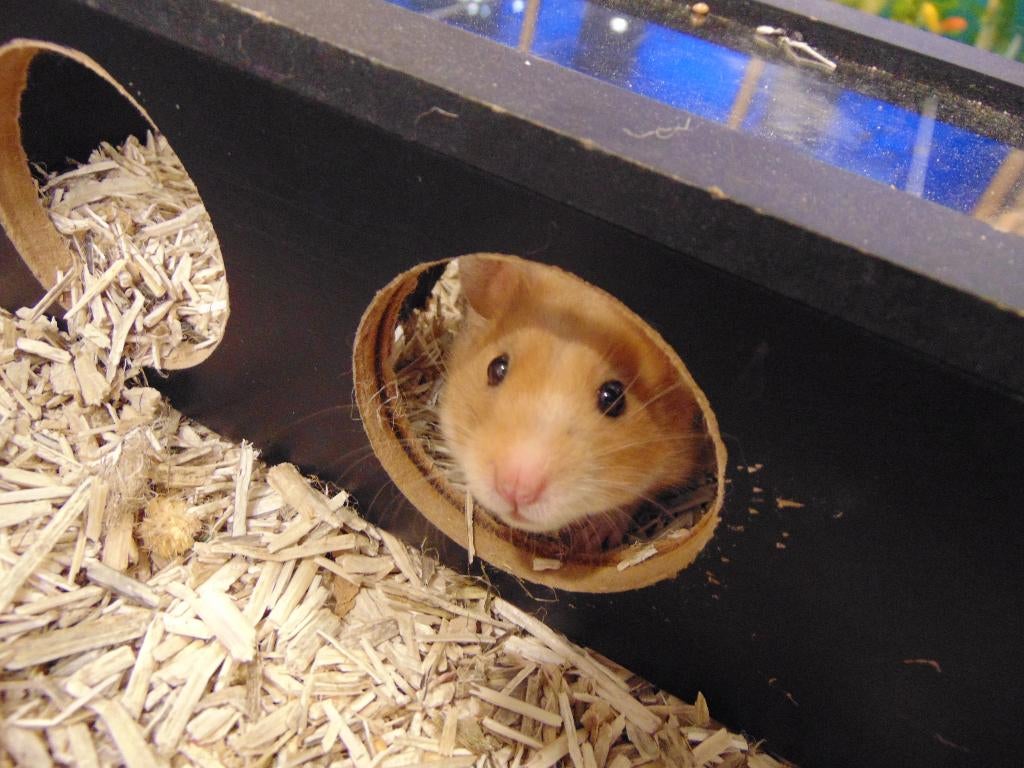 Driekleur goudhamsters., Dieren en Toebehoren, Knaagdieren, Hamster, April, Meerdere dieren, Tam