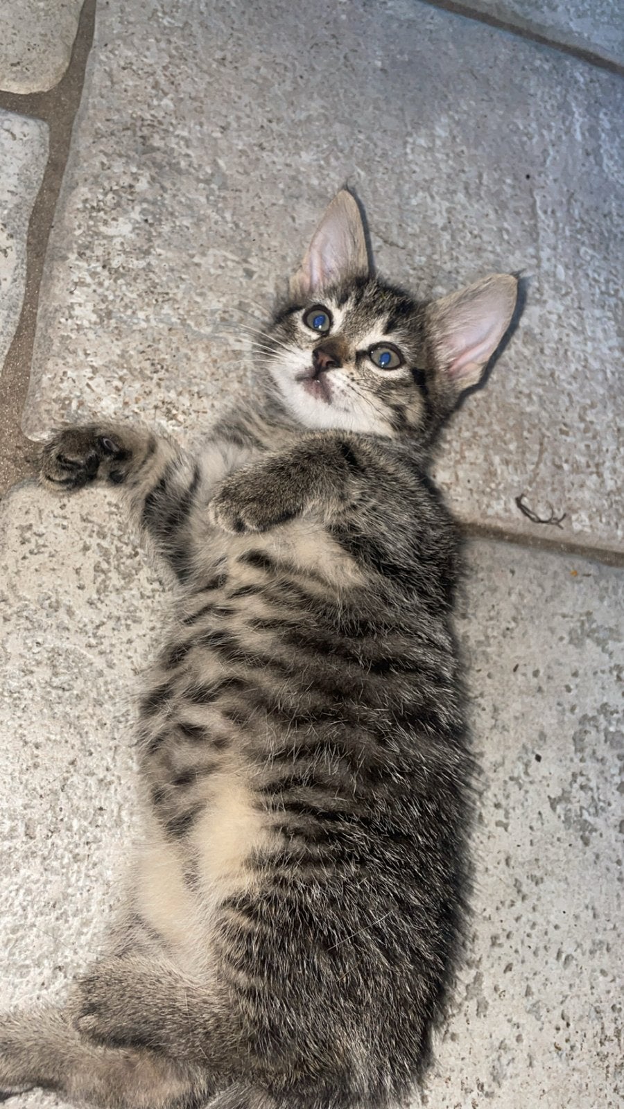 Te koop aangeboden super lieve kitten, kat, poes, Poes, Kortharig, 0 tot 2 jaar