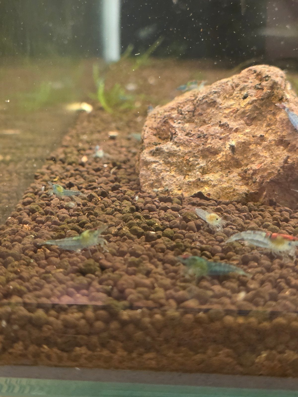 Blue Jelly Neocardina, Dieren en Toebehoren, Kreeft, Krab of Garnaal, Zoetwatervis, Schoolvis