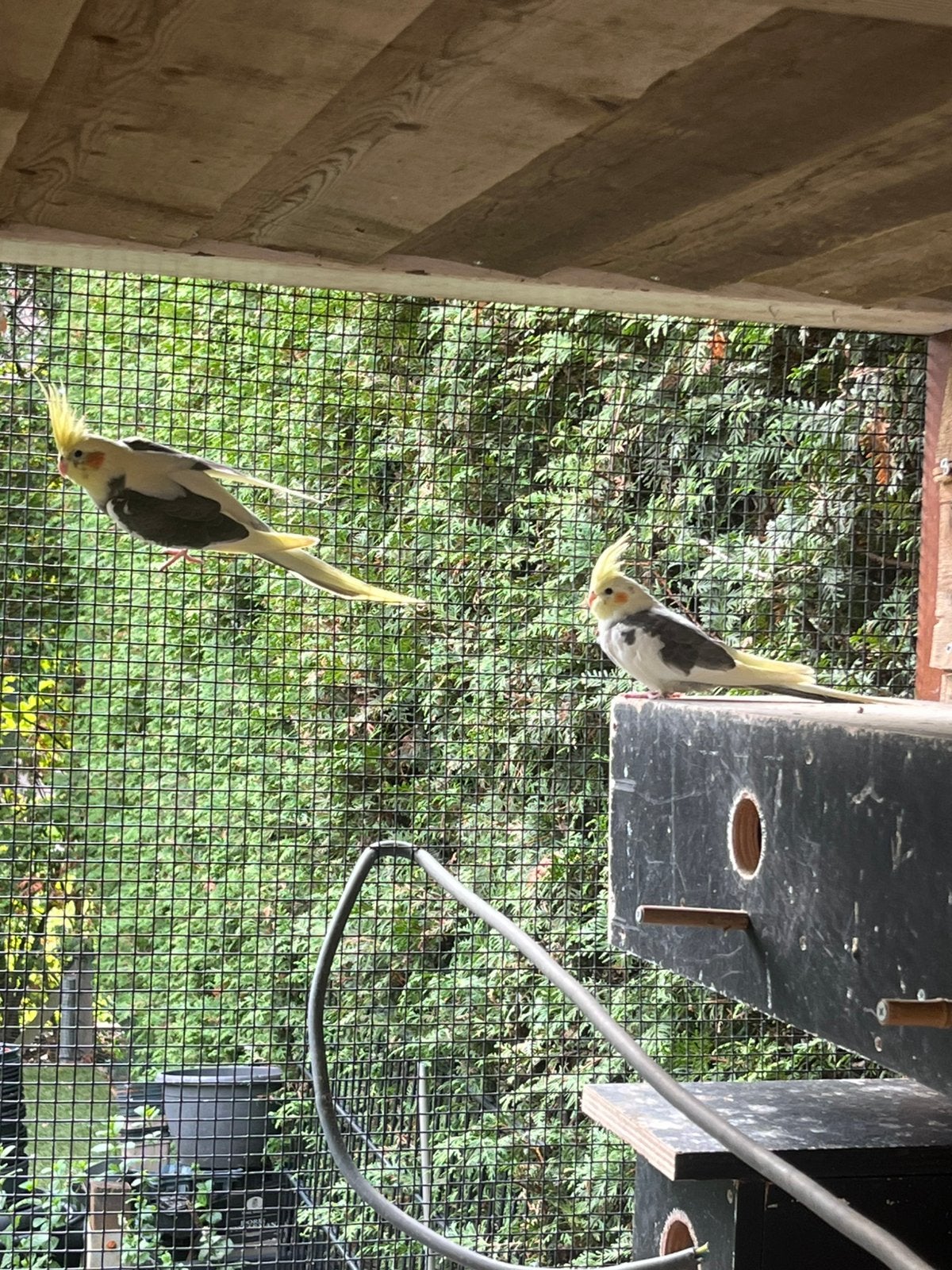 3 mooie jonge valken tekoop, Dieren en Toebehoren, Meerdere dieren, Kleurkanarie