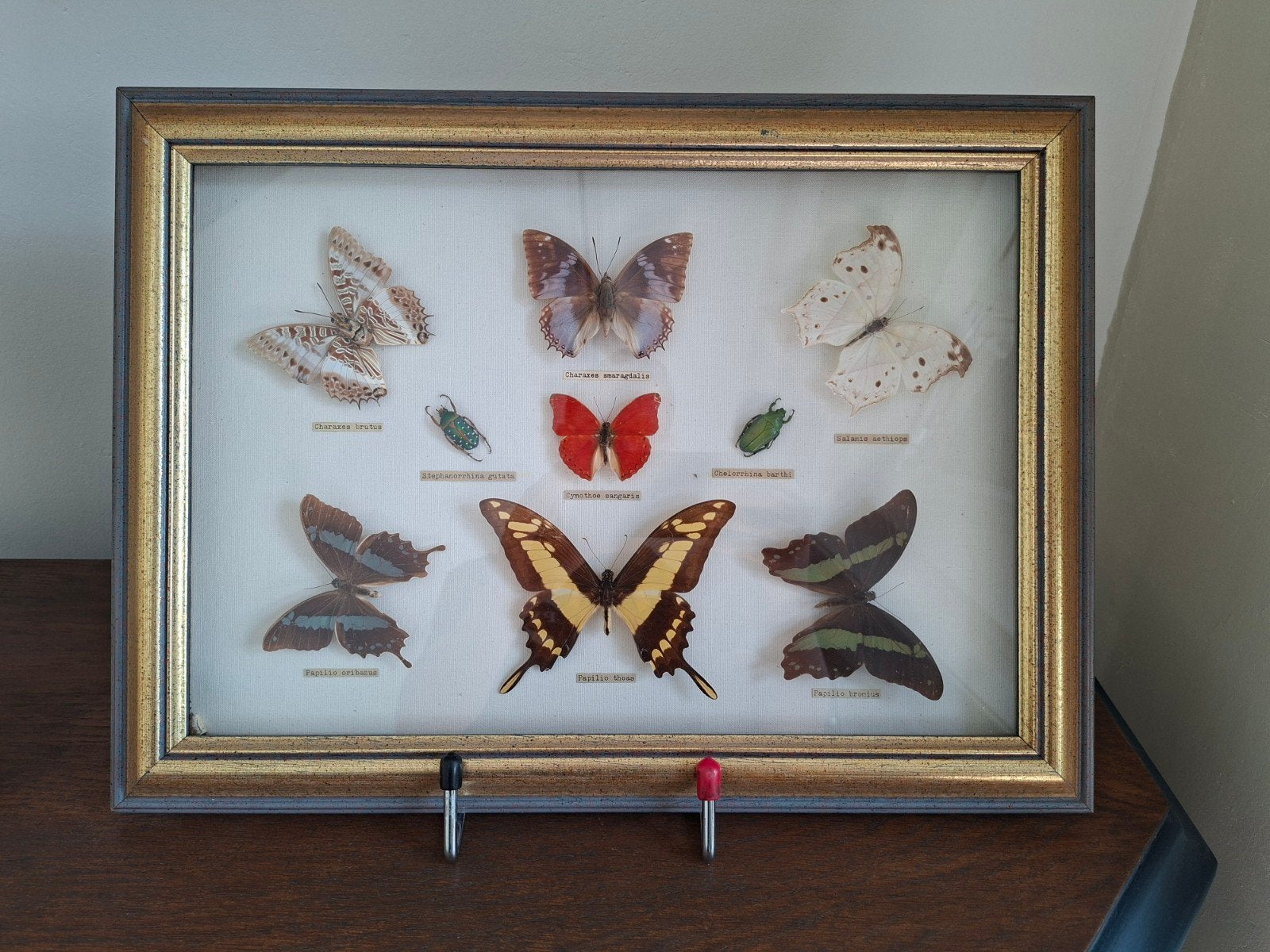 Grote lijst met opgezette vlinders en kevers, Ophalen of Verzenden, Insect, Opgezet dier