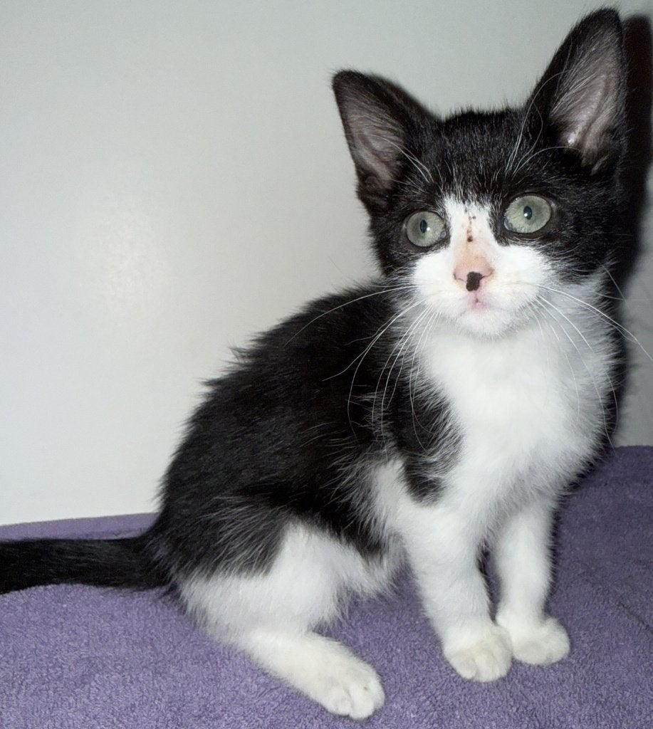 Zwart-wit kitten [vrouwtje] is op zoek naar liefdevol huisje, Dieren en Toebehoren, Meerdere dieren, Kortharig, 0 tot 2 jaar