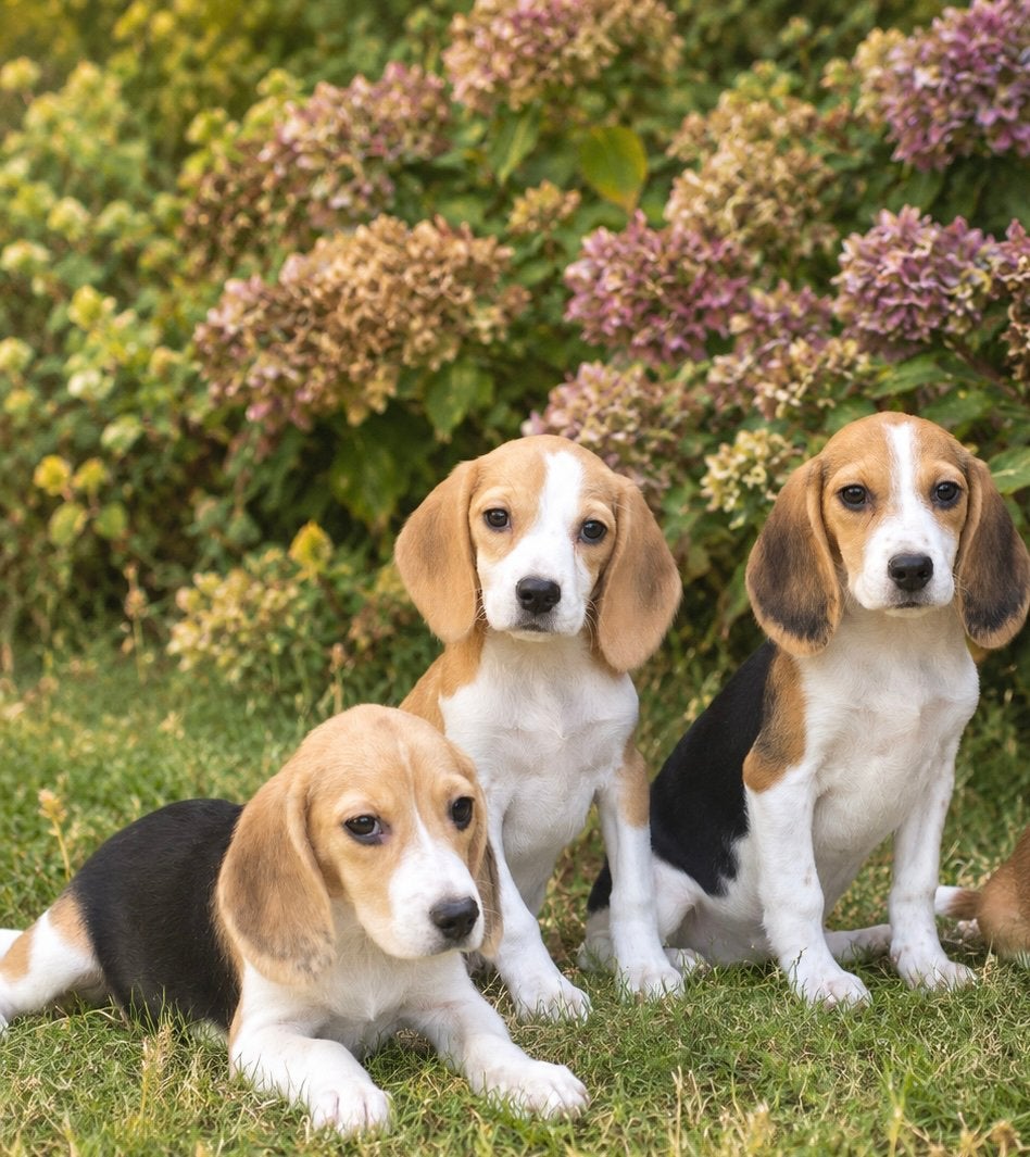 Prachtige BEAGLE x KOOIKER pups