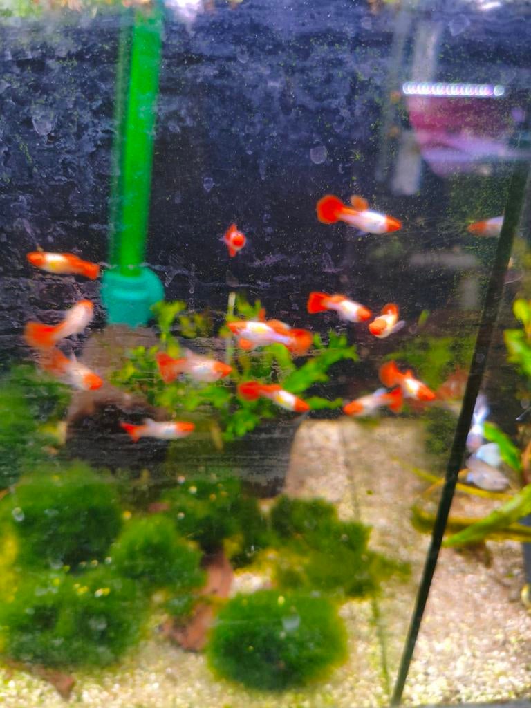 Diverse guppen op voorraad, Dieren en Toebehoren, Vissen | Aquariumvissen, Vis, Zoetwatervis