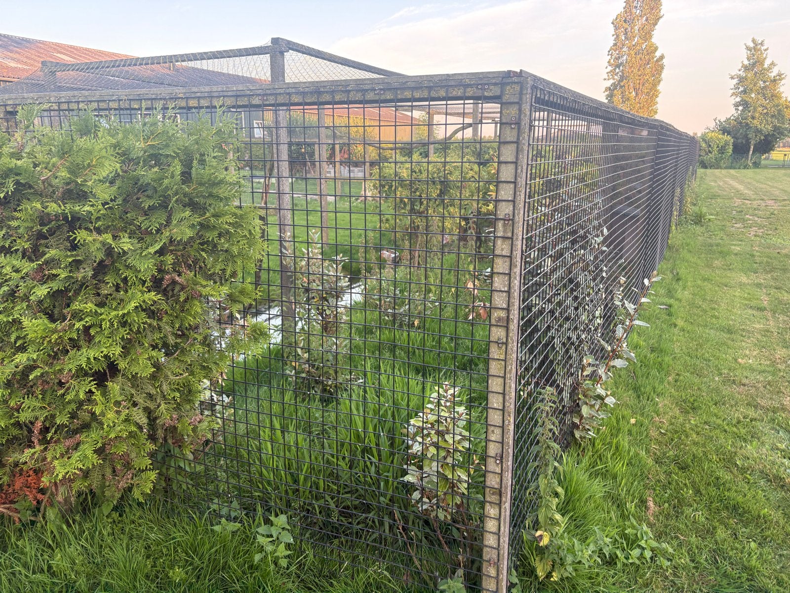 Zeer grote voliere, voor eenden of vogels, Dieren en Toebehoren, Vogels | Hokken en Kooien, Ophalen, Hout, Volière