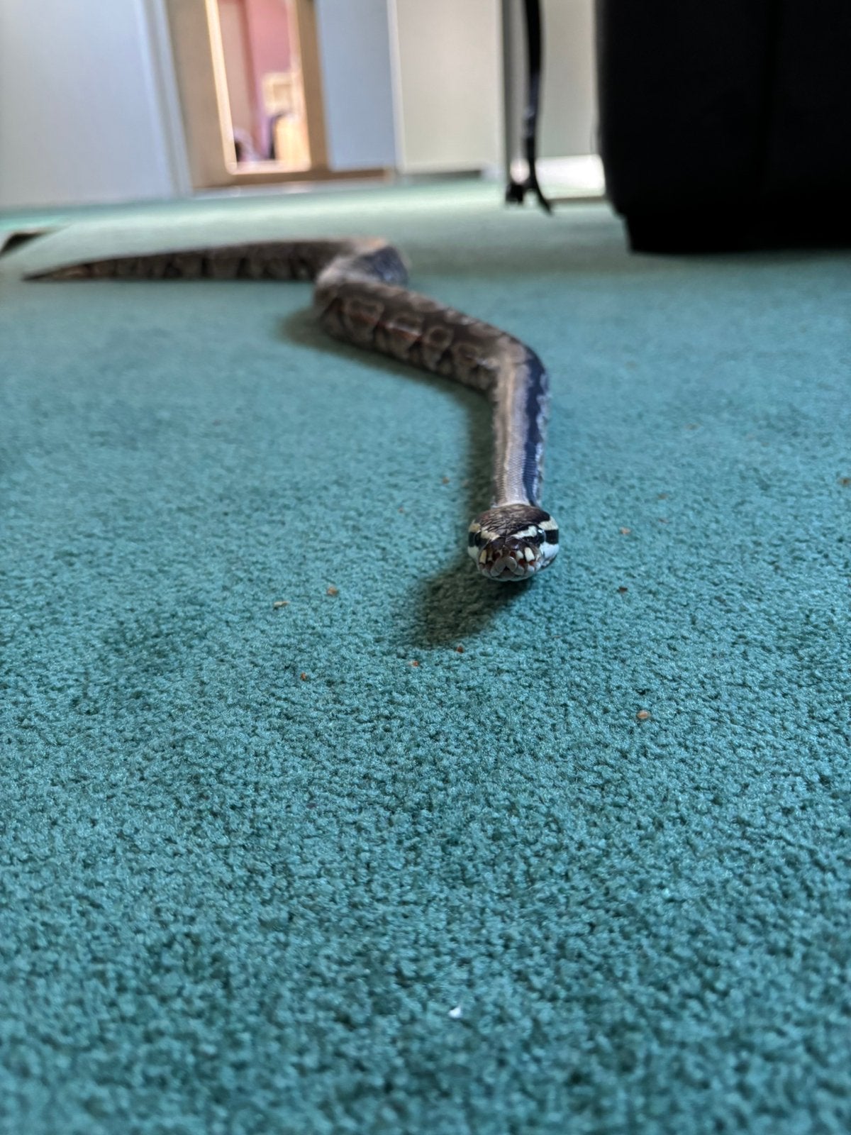 Konings python Ball Python photo 3