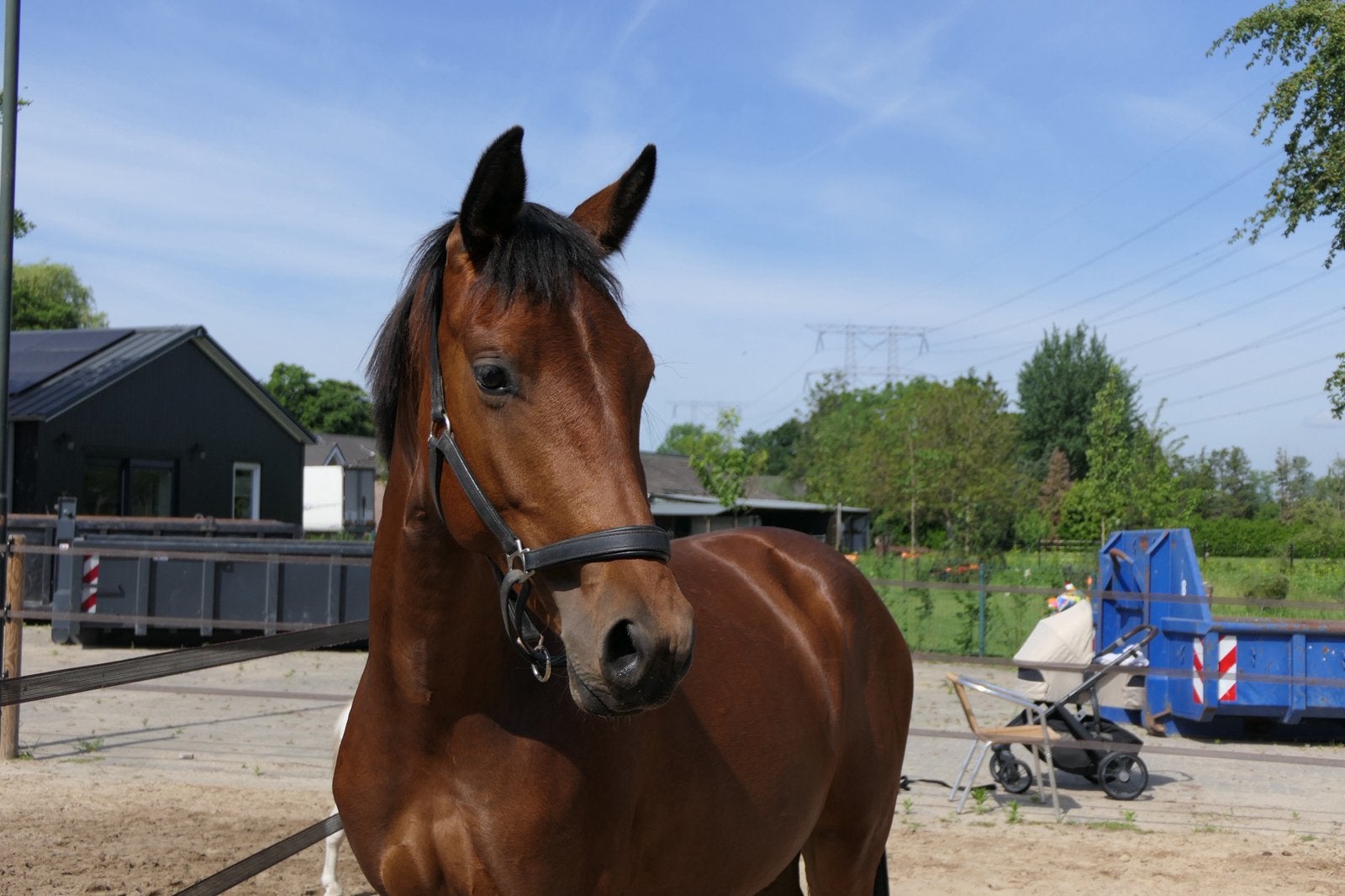 Mega knappe 2 jarige merrie van fynch hatton, Dieren en Toebehoren, Paarden, Merrie, Onbeleerd, Dressuurpaard, 0 tot 2 jaar