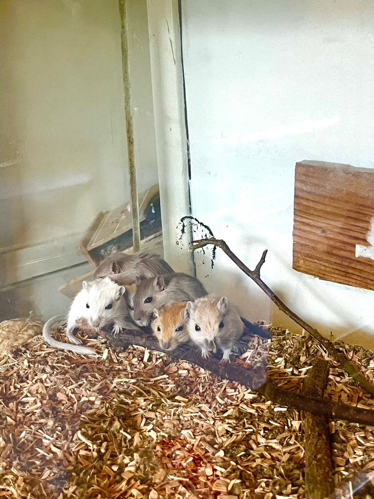 8 Jonge mongoolse gerbils, Juni, Meerdere dieren, Overige typen, Tam