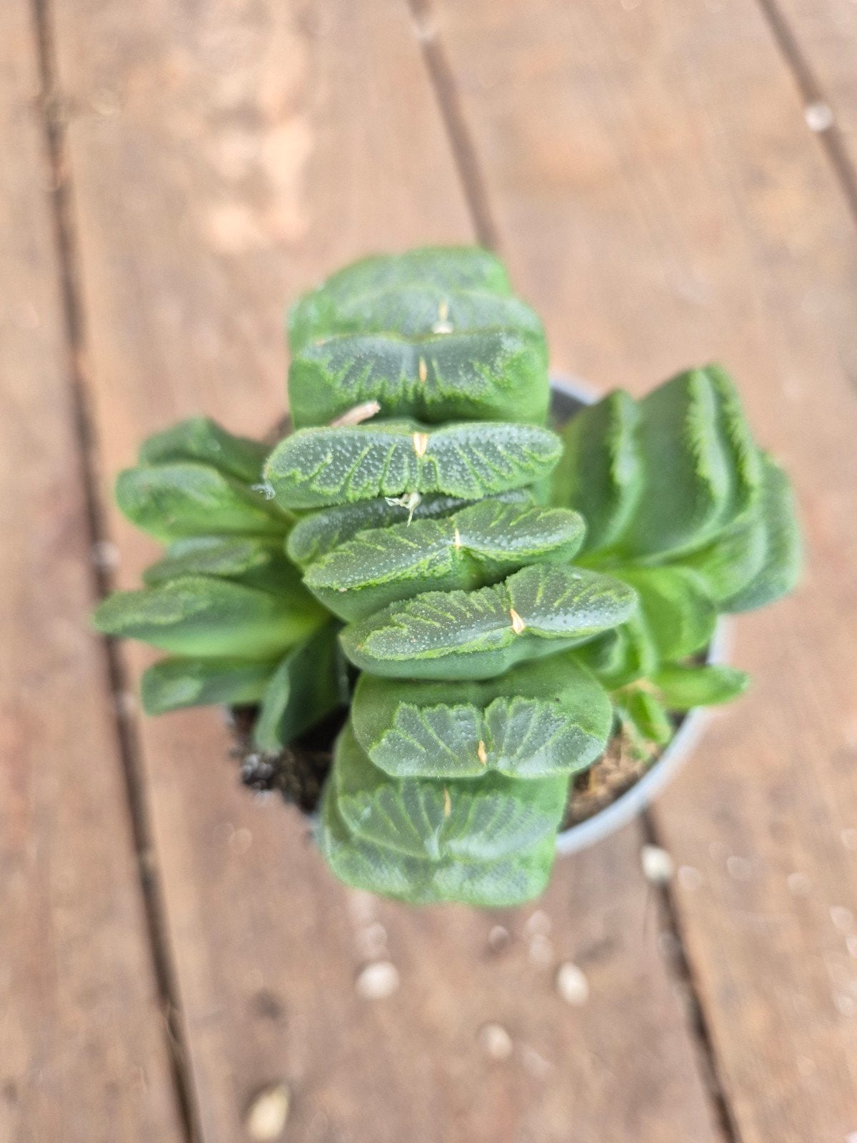 Haworthia Truncata p6,5, Ophalen of Verzenden, Halfschaduw, Minder dan 100 cm
