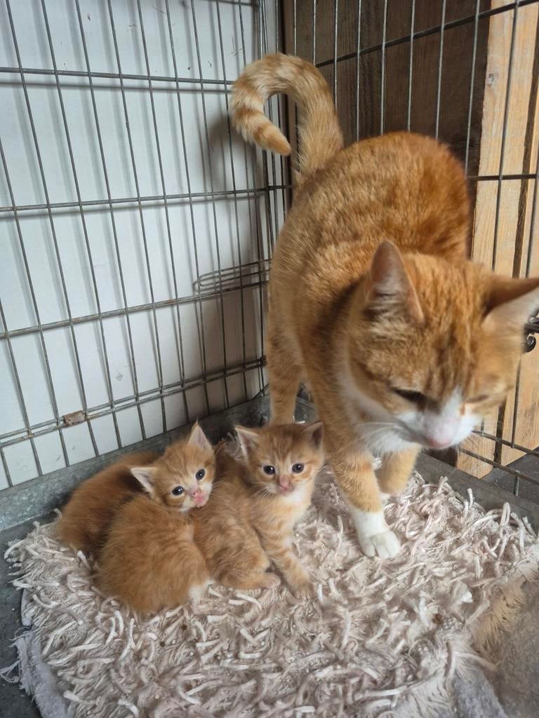 1 beschikbaar! Siberische rode boskat/europees korthaar., Dieren en Toebehoren, Kater, Ontwormd, 0 tot 2 jaar