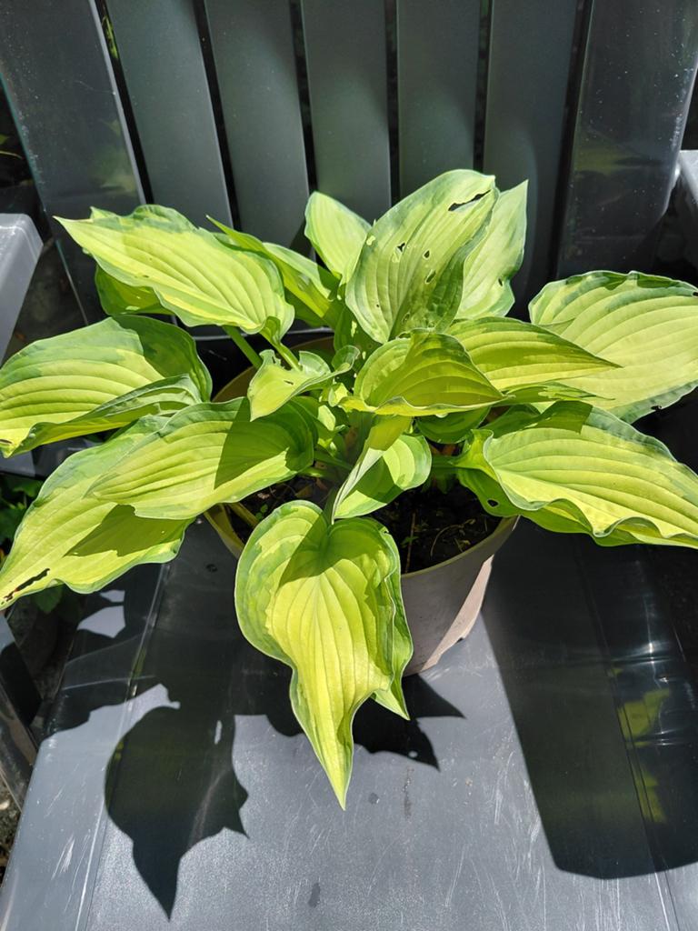 Hosta, Tuin en Terras, Planten | Tuinplanten, Ophalen, Overige soorten, Halfschaduw