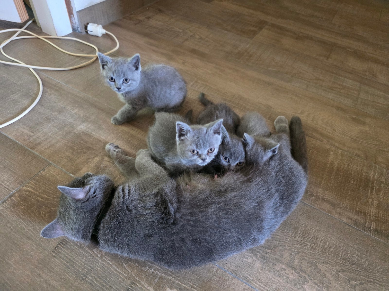 schattige Britse korthaar kittens! - jong poesje of katertje, Meerdere dieren, Ontwormd, 0 tot 2 jaar