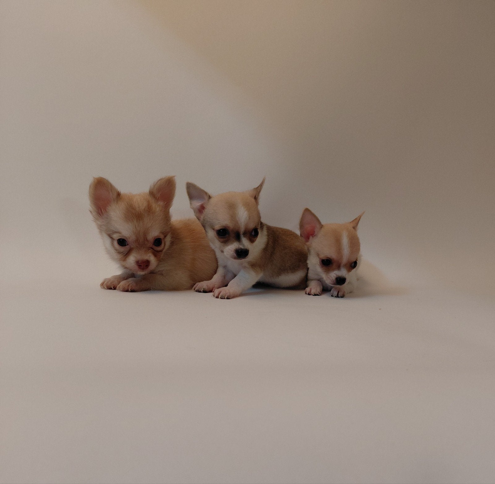 Prachtige Chihuahua pups, 8 tot 15 weken, Meerdere, Meerdere dieren, Chihuahua
