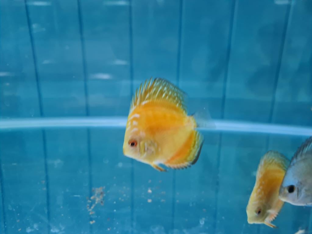 Yellow Checkerboard Discus, Symphysodon Discus, Dieren en Toebehoren, Vissen | Aquariumvissen, Vis, Zoetwatervis