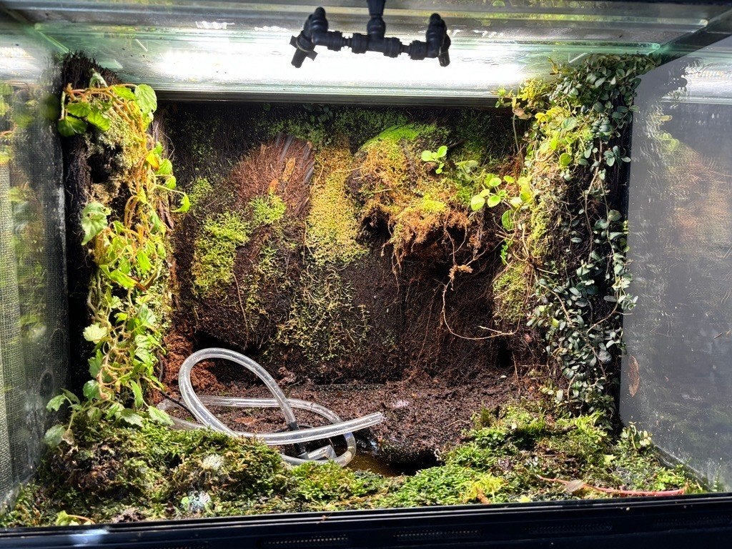 Prachtig compleet kikkerterrarium 60x50x50 met onderkast Frog photo 5