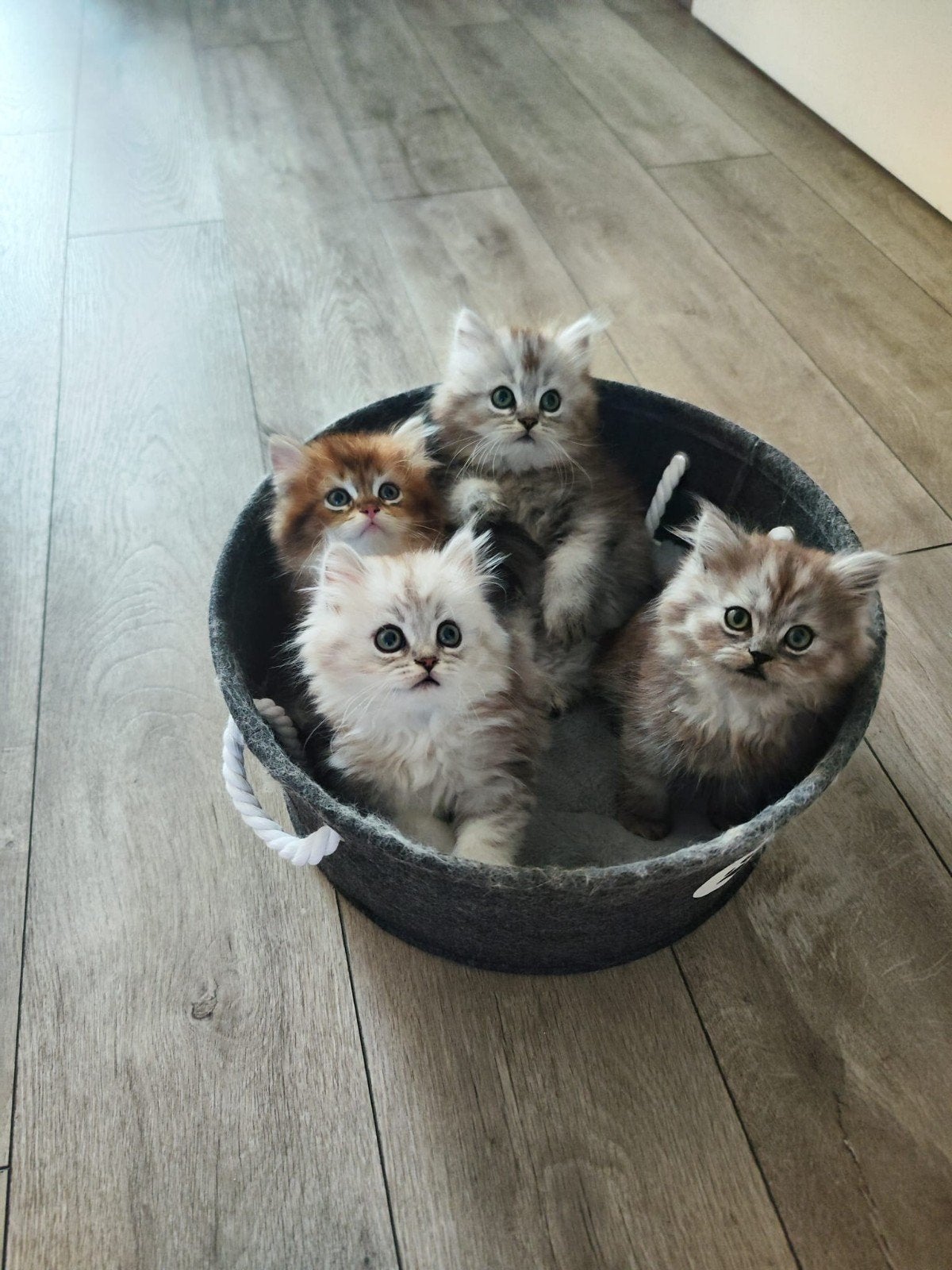 Britse Langhaar kittens, Dieren en Toebehoren, Meerdere dieren, Ontwormd, 0 tot 2 jaar