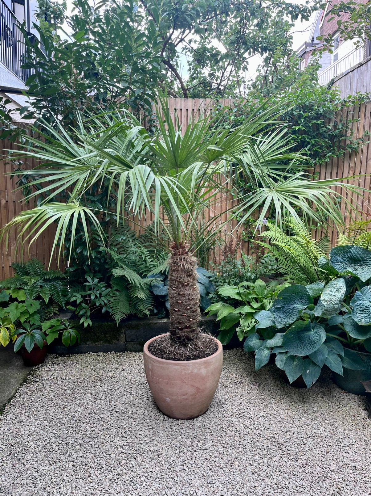 Chinese Waaierpalm (Trachycarpus fortunei) winterhard, Tuin en Terras, Planten | Bomen, Ophalen, Palmboom, 100 tot 250 cm