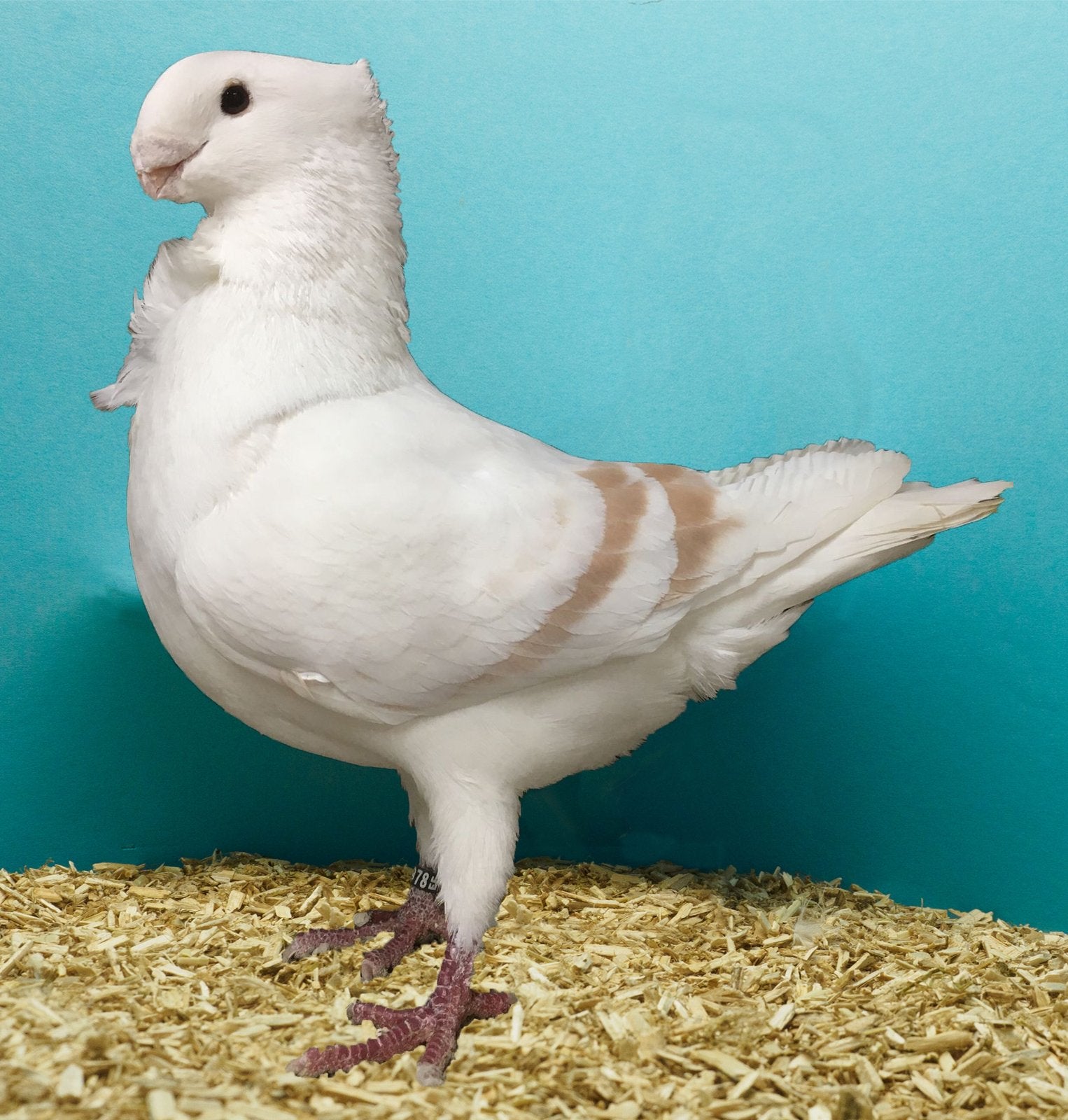 Oud hollandse meeuwen, Meerdere dieren, Overige soorten