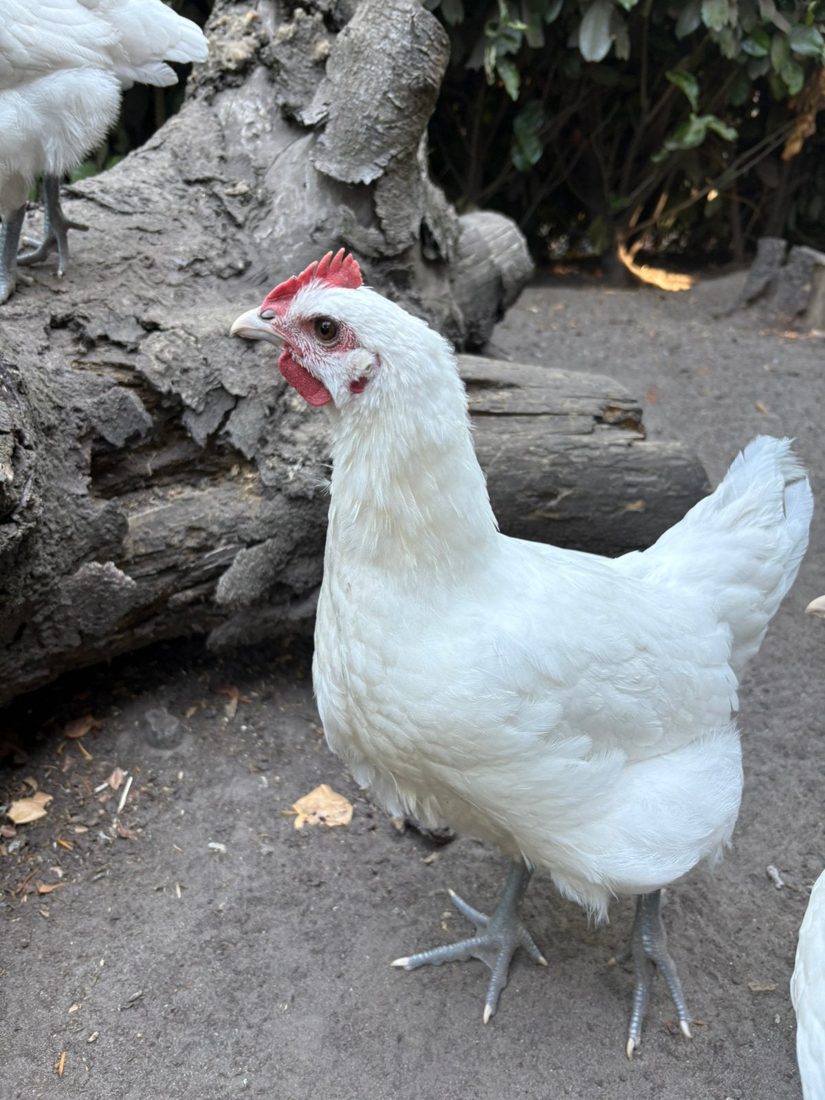 Poule de bresse, Mannelijk, Kip