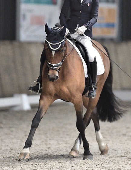 Bijrijder gezocht sportpony omg. Vught, Den Bosch, Helvoirt