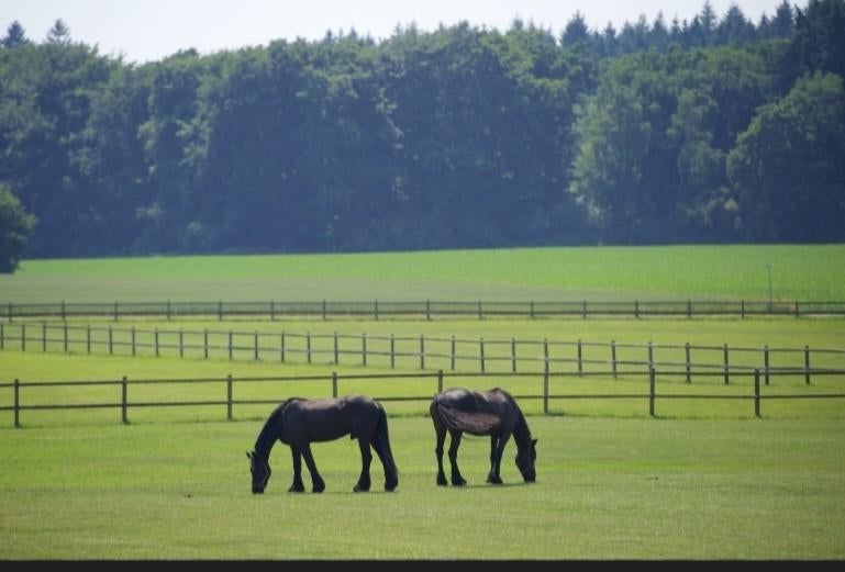 Weidegang en stallen gezocht, Weidegang, 4 paarden of pony's of meer