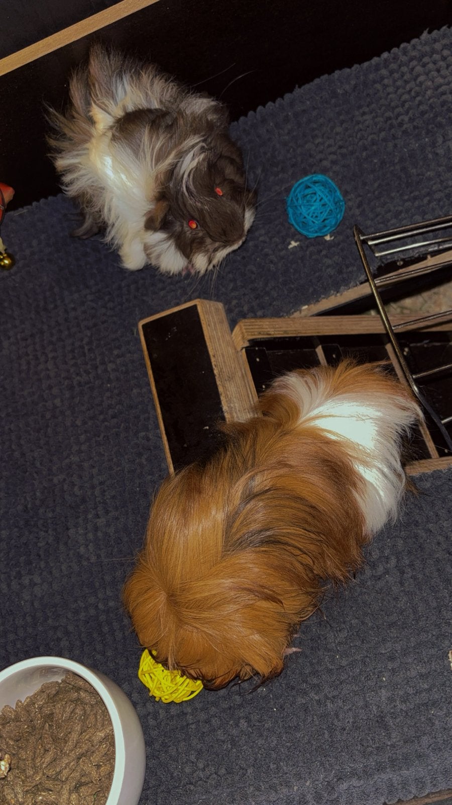 2 cavias, Cavia, Mannelijk, Mei, Tam