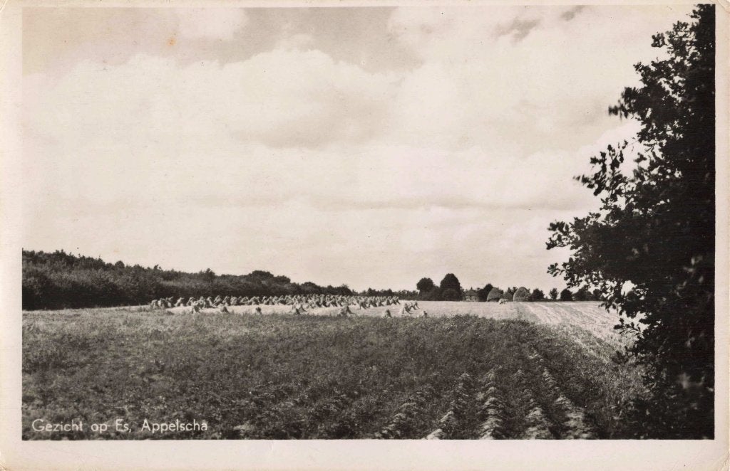Appelscha Gezicht op de Es L2911, Ophalen, 1940 tot 1960, Gelopen, Friesland