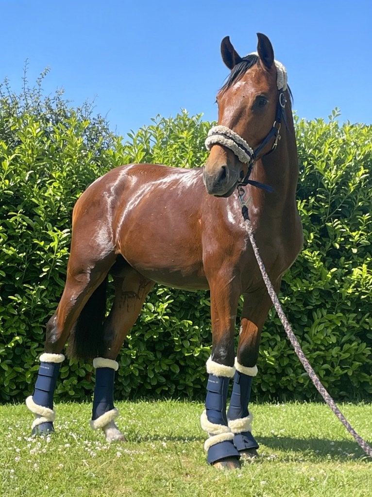 Dressuurpaard, Met stamboom, Dressuurpaard, Hengst, 3 tot 6 jaar