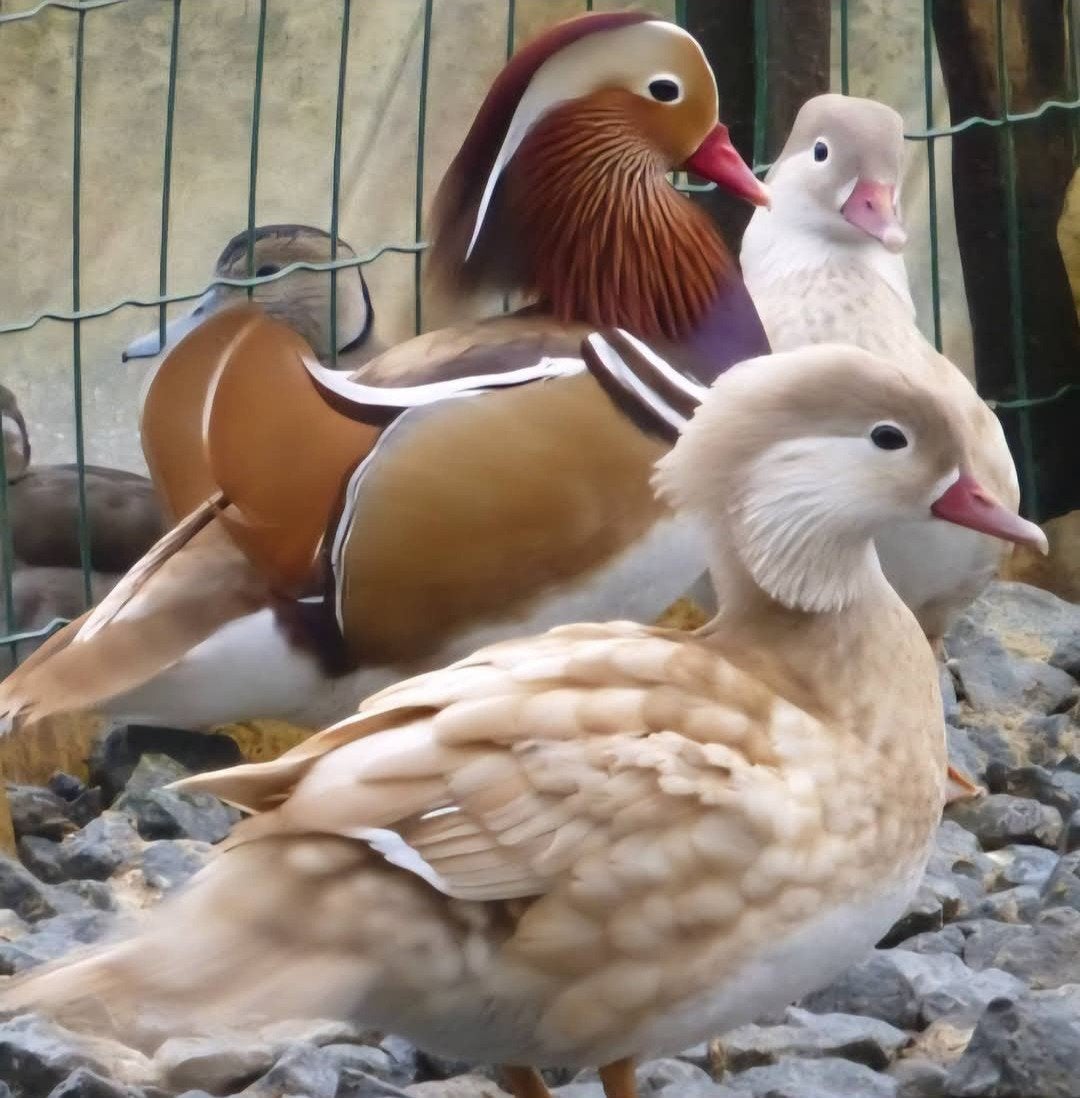 Blonde Mandarijneenden, Meerdere dieren, Eend