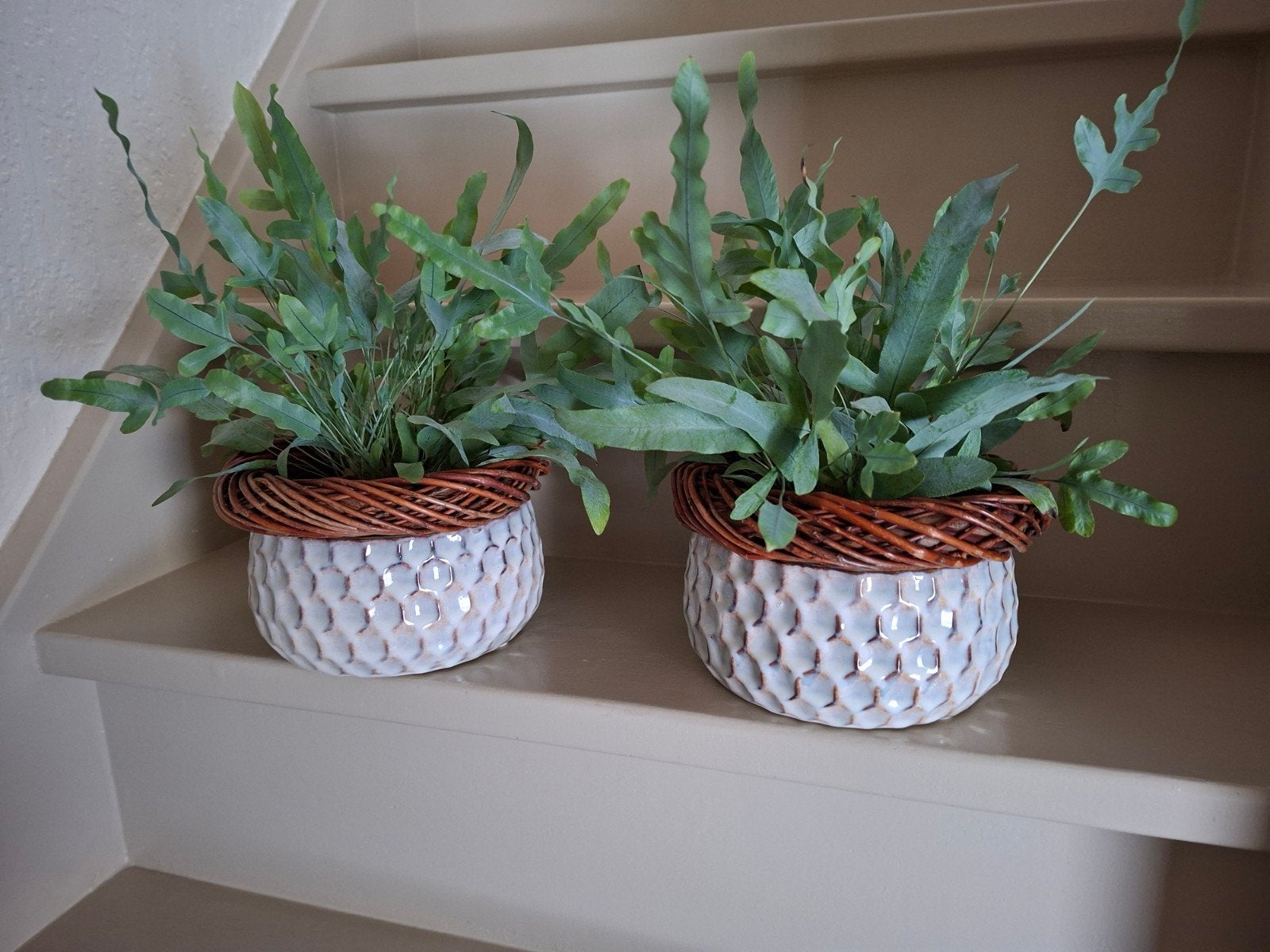 Set van 2 decoratieve planten in witte potten, Ophalen of Verzenden, Zo goed als nieuw, Modern, Wit