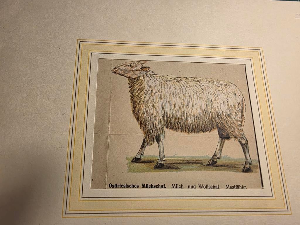 Steendruk schaap, Antiek en Kunst, Ophalen of Verzenden