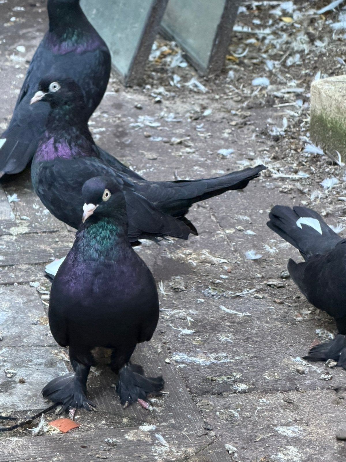 Takla  sabap araplar, Meerdere dieren