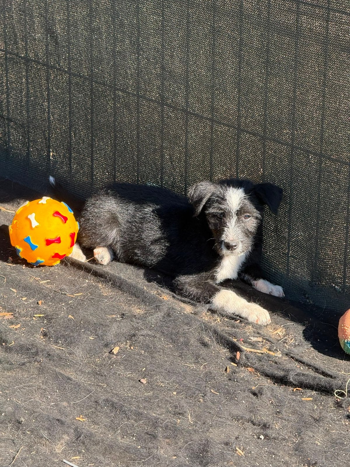 teefjes, puppys zoeken een thuis adoptiehonden, Dieren en Toebehoren, Particulier, 8 tot 15 weken, Buitenland, Meerdere
