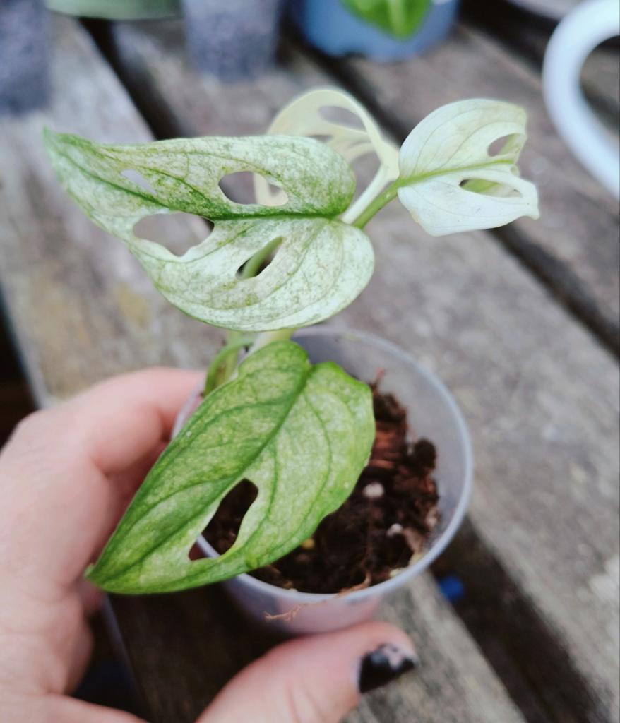philodendron erubescens burgundy Pink Princess (Philodendron Erubescens) with Moss Stick