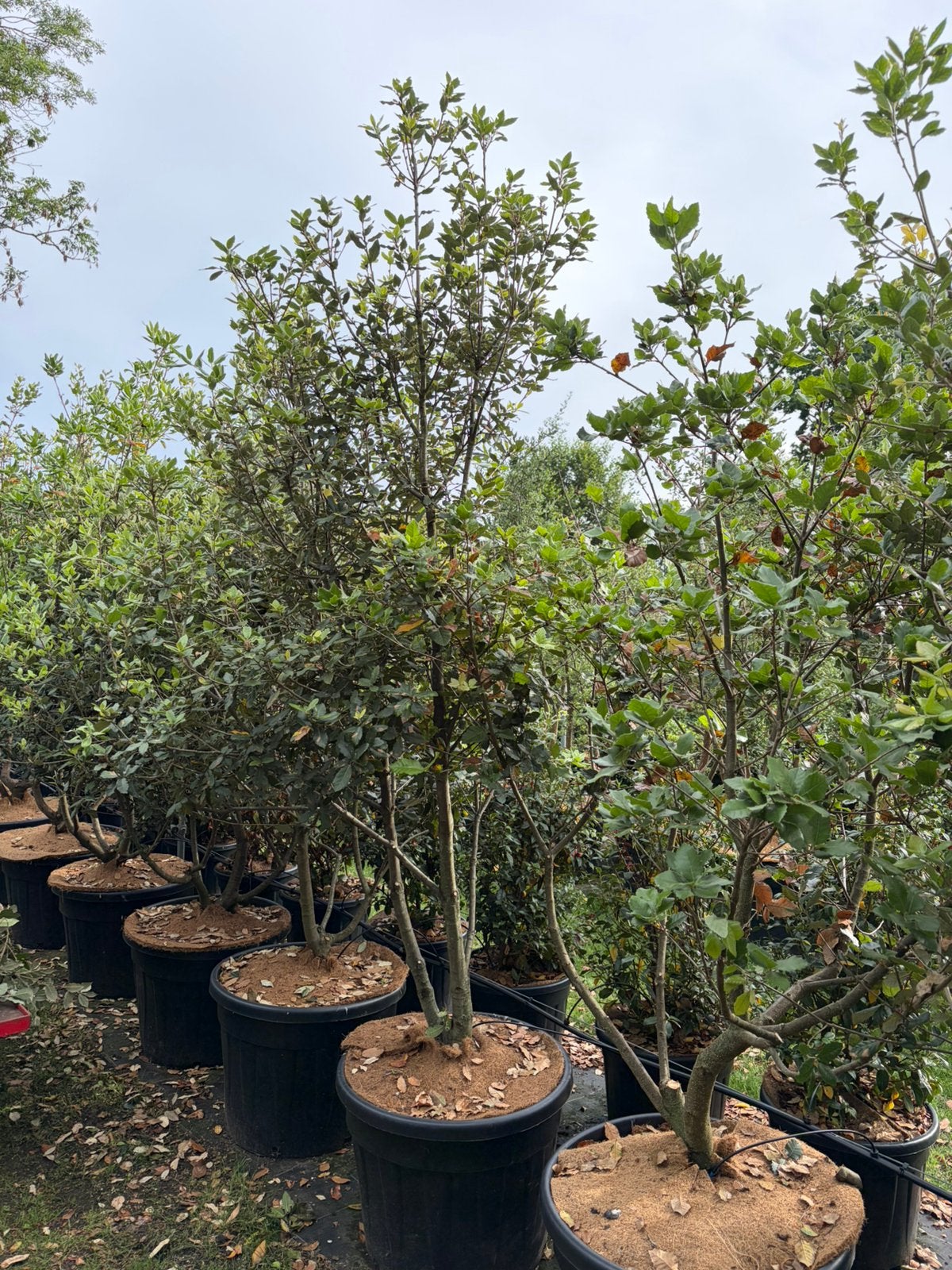 Kurkeik en steeneik Quercus meerstam tot 275cm hoog, Tuin en Terras, Overige soorten, Lente, 250 tot 400 cm, Ophalen
