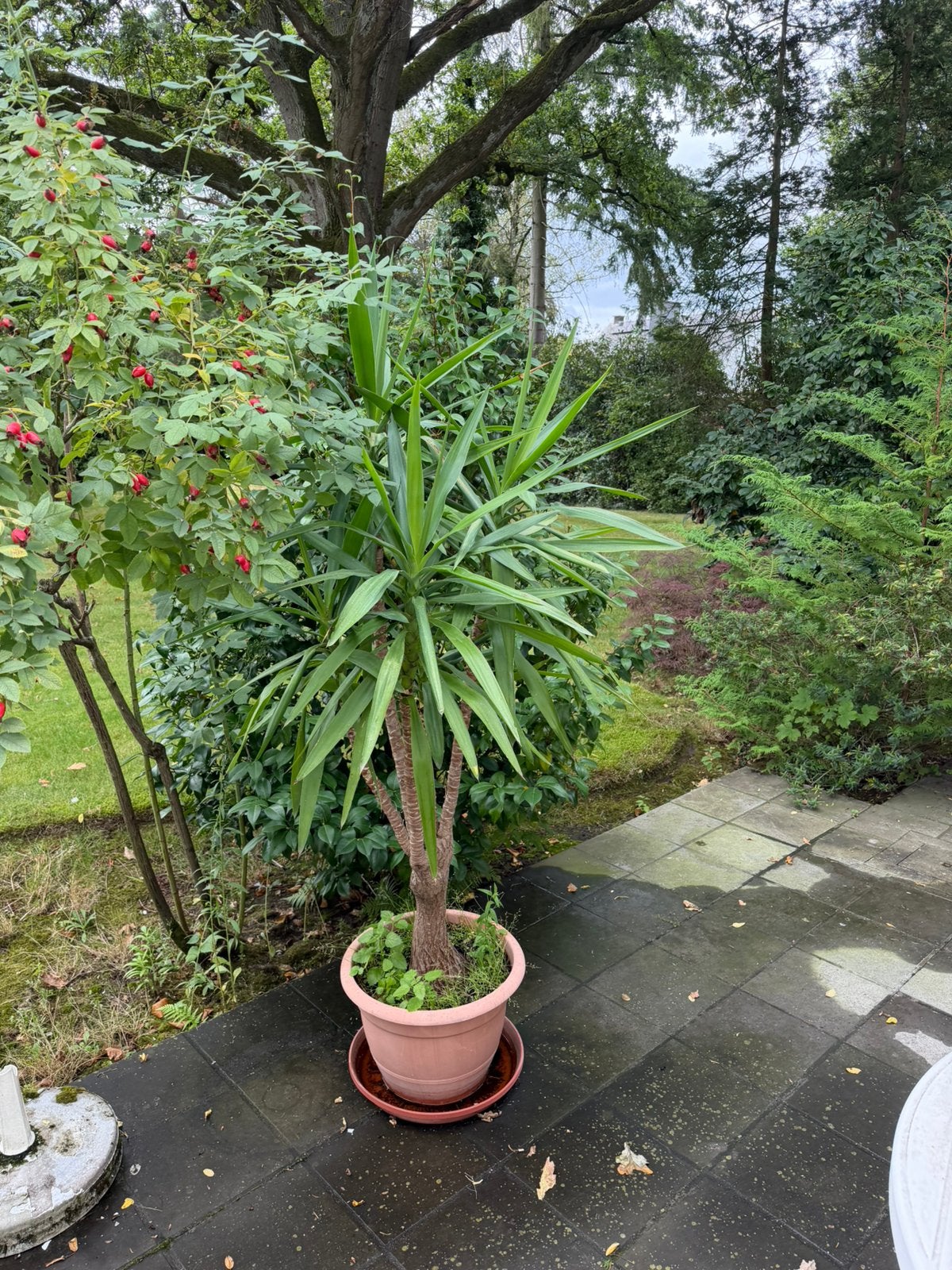 22 prachtige Yucca’s zoeken nieuw thuis – omgeving Antwerpen, Ophalen, Overige soorten, Volle zon