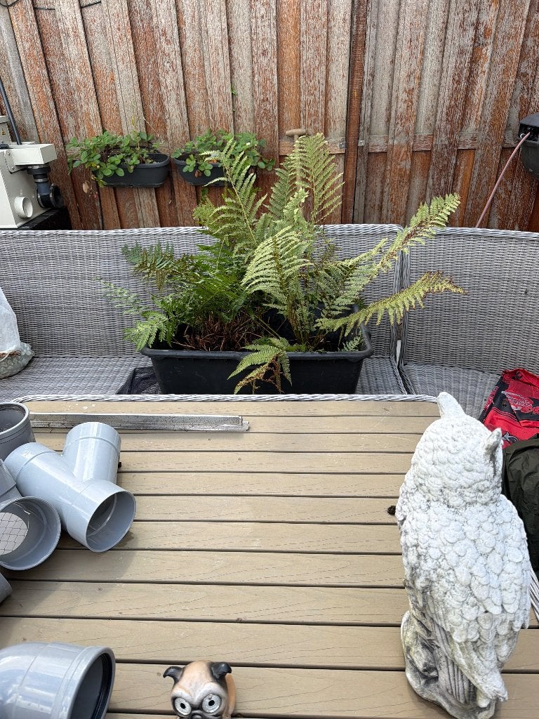 Varens, Tuin en Terras, Planten | Tuinplanten, Ophalen, Vaste plant, Varens, Bloeit niet
