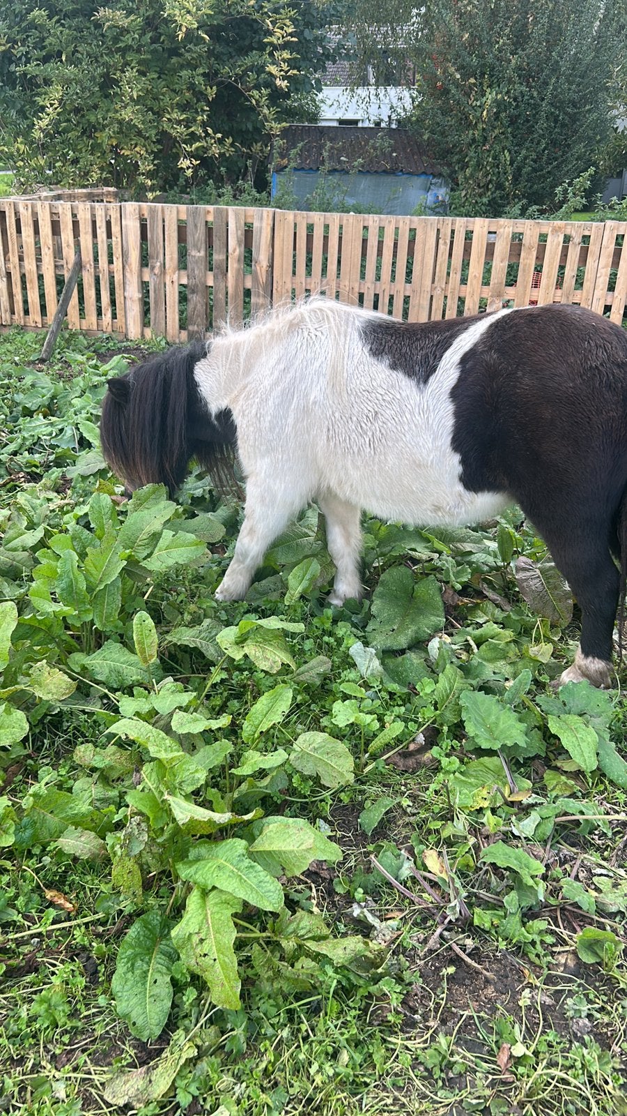 kinderpony, Ruin, A pony (tot 1.17m), 0 tot 2 jaar