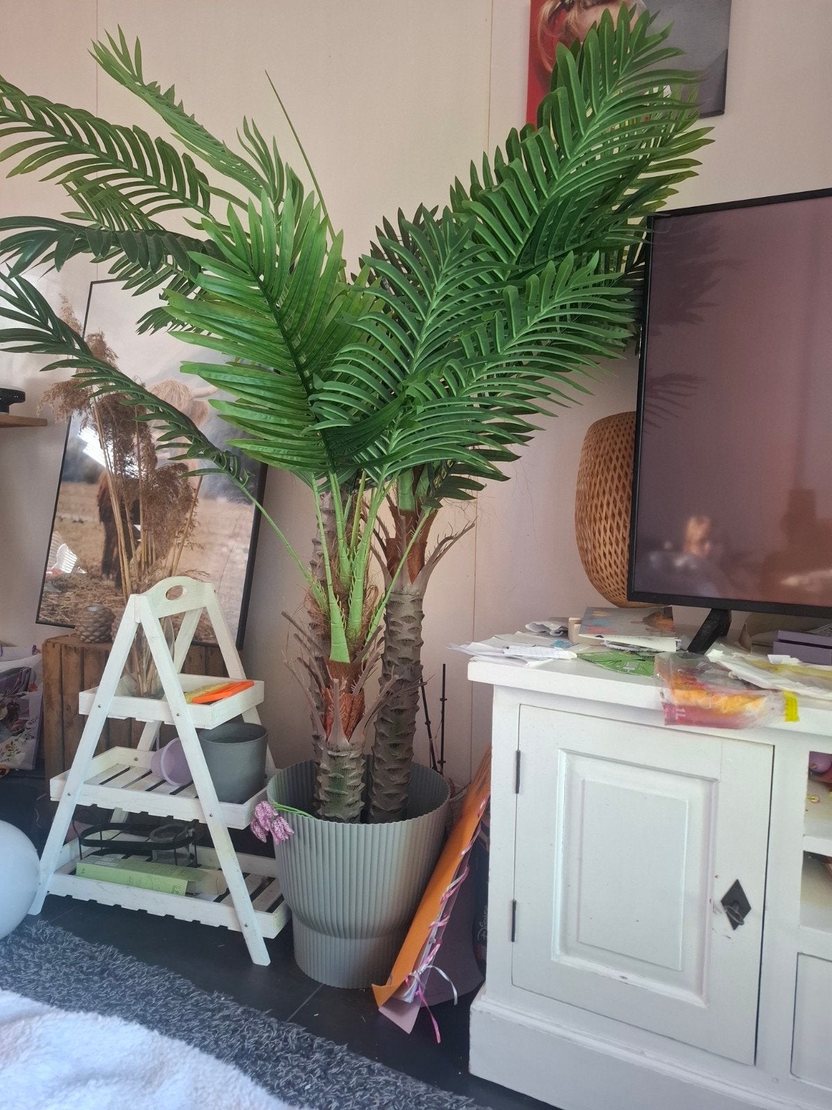 te koop palmboom in grote pot, Ophalen of Verzenden, 100 tot 250 cm, Zomer, Palmboom