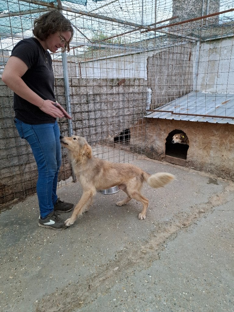 Knappe Max ter adoptie!, Dieren en Toebehoren, Particulier, Reu, 1 tot 2 jaar, Buitenland