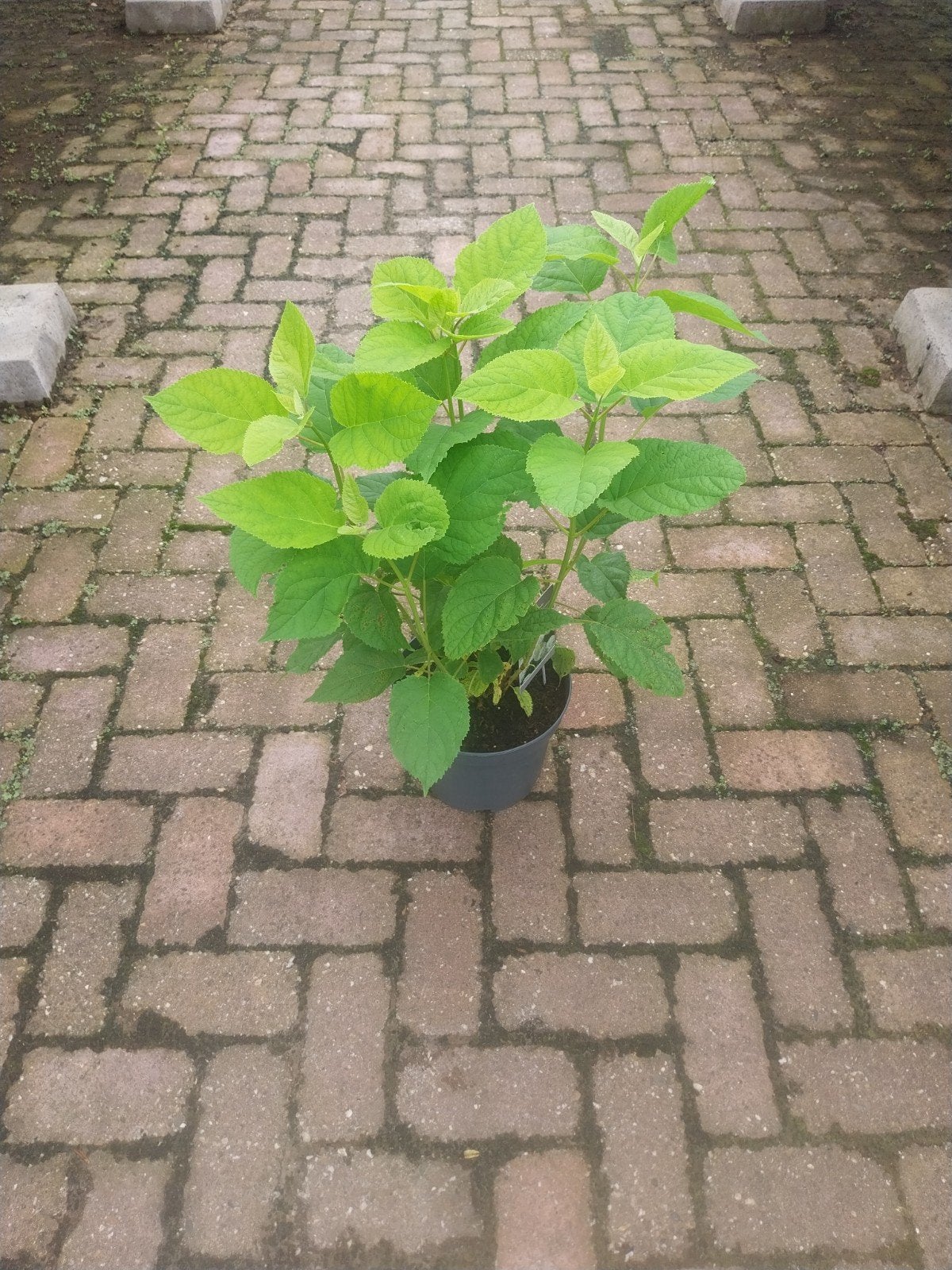 Hortensia Annabelle - Grote Witte Bloemen, Ophalen, Overige soorten, Halfschaduw