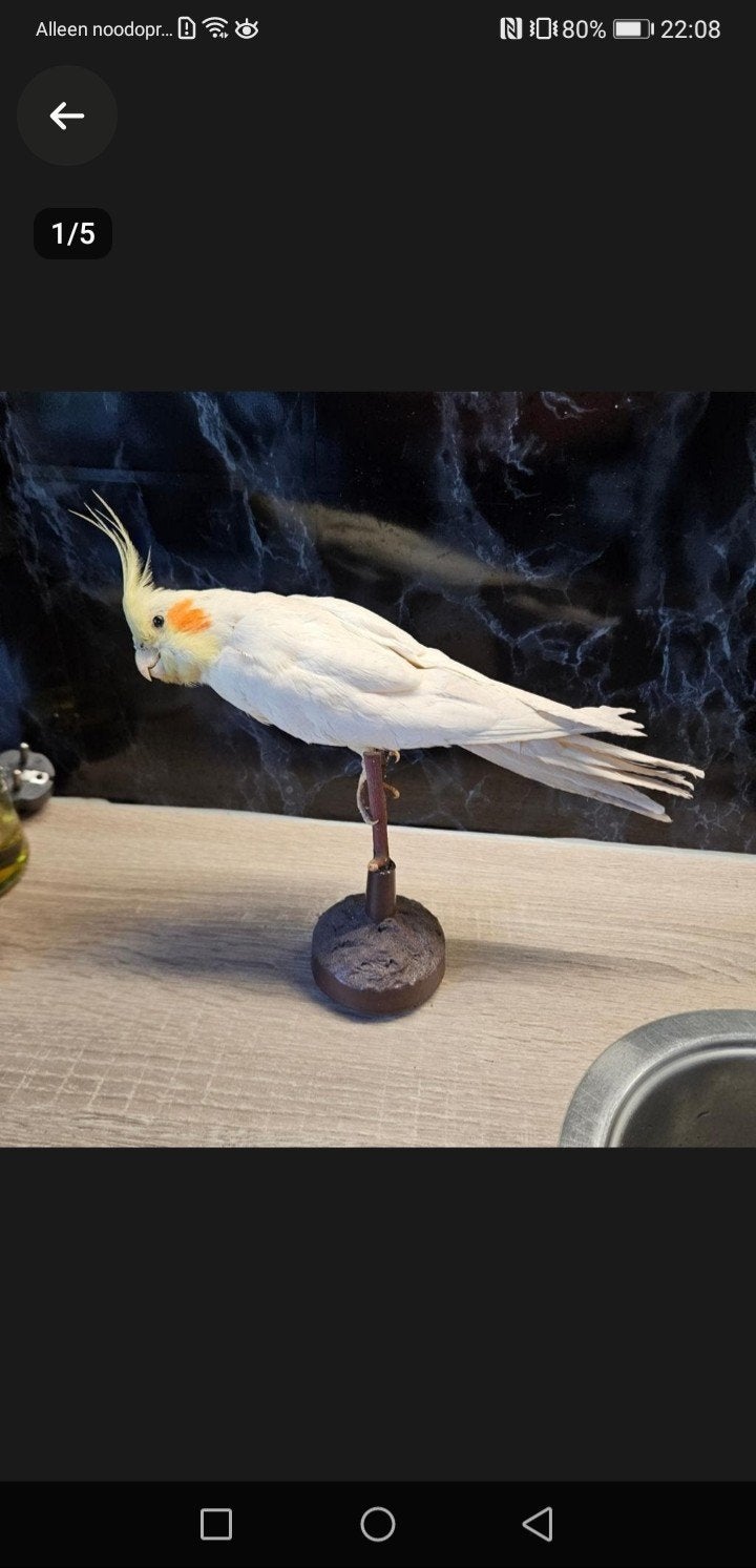 opgezette valkparkiet opgezet taxidermie taxidermy, Ophalen of Verzenden, Gebruikt, Vogel, Opgezet dier